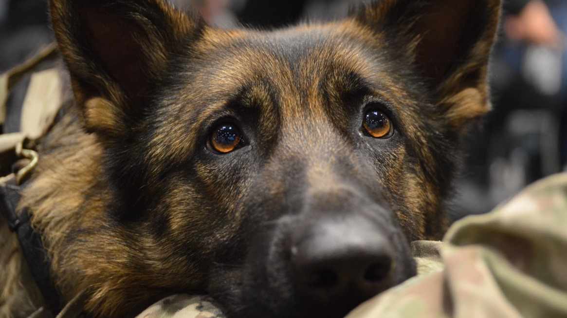 Close-up of a German Shepherd military working dog resting its head on a camouflage-covered arm